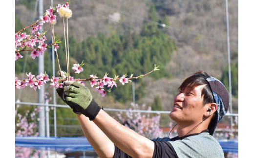 【2026年先行予約】硬め桃 ご家庭用 5-7玉入  (岡山県産) 【KF-A013-01】