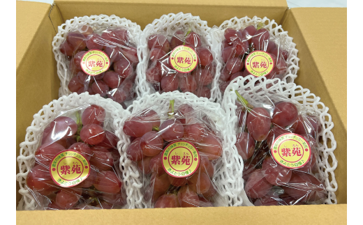 【2026年先行予約】訳あり 紫苑 /約3kg (岡山県産) 【KF-B042-02】