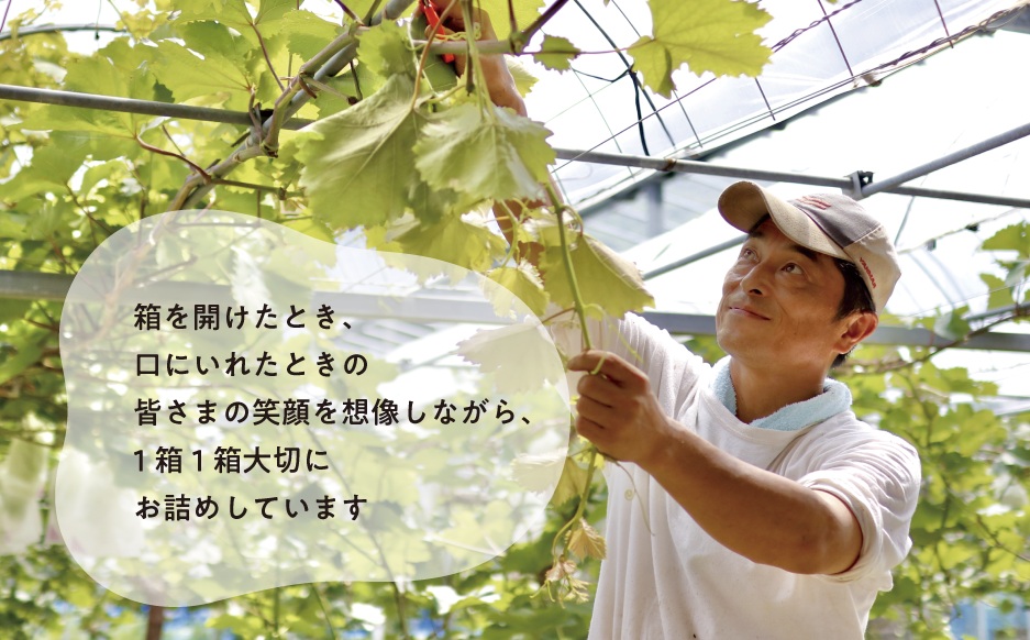 【2026年先行予約】特選品 紫苑 3～5房/計2.4kg～ (岡山県産) / ぶどう ブドウ 葡萄 先行予約 フルーツ 果物 真庭市 フルーツ王国 きよとう果樹園 【KF-B046-03】