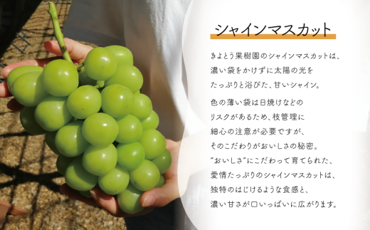 【2026年先行予約】ピオーネ＆シャインマスカット 上級品 特大2房 /計1.3kg～  (岡山県産) 【KF-B087-02】