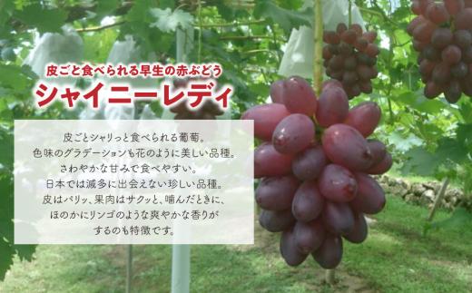 【2026年先行予約】シャイニーレディ大サイズ2房 計1.3kg~ 赤色の早生葡萄 【KF-B095-01】