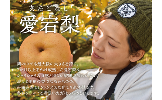 【きよとうファーム】特選 あたご梨２玉入(1.3kg級/玉) (岡山県産)【KF-C010-01】