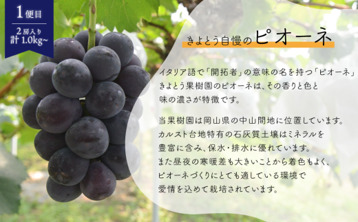 【2026年先行予約】ピオーネとシャインマスカット、中2房の2回便！(定期便) (岡山県産)【KF-T002-02】