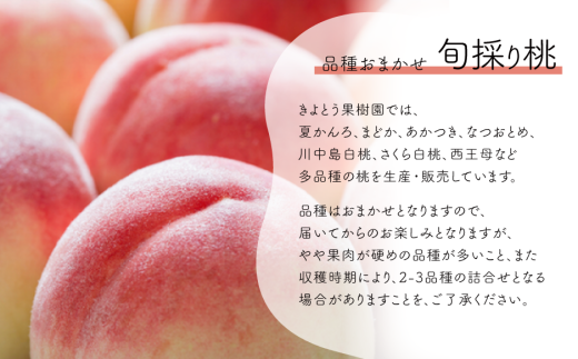 【2026年先行予約】量より質！桃とピオーネ＆シャインマスカット、上級品の2回便 (定期便)(岡山県産) 【KF-T032-03】