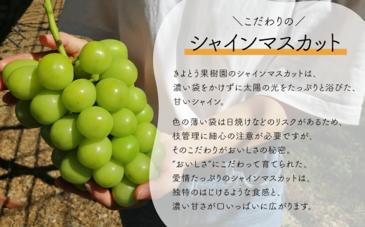 【2026年先行予約】岡山のシャインマスカットを楽しむ満足2回便！特大２房×２回/全便計2.6kg~ (定期便)(岡山県産)【KF-T044-03】