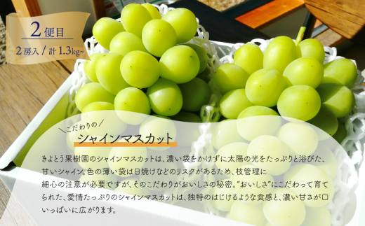 【2026年先行予約】大粒ぶどうの定期便 藤稔とシャインマスカットの大サイズ２房入の２回便(定期便)(岡山県産) 【KF-T049-02】