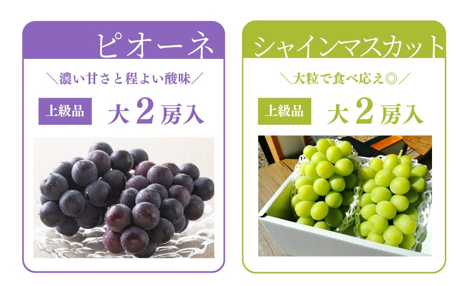 【2026年先行予約】ピオーネとシャインマスカット、特大２房入の２回便！(定期便) (岡山県産)【KF-T055-02】