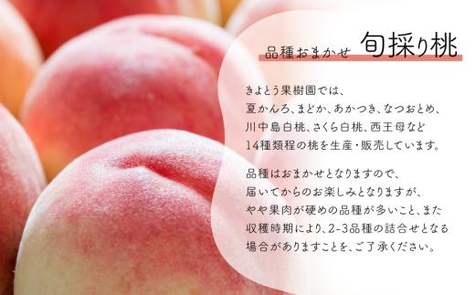 【2026年先行予約】量より質！桃とシャインマスカット、上級品の2回便 (定期便) (岡山県産)  / 8月10月 【KF-T060-01】