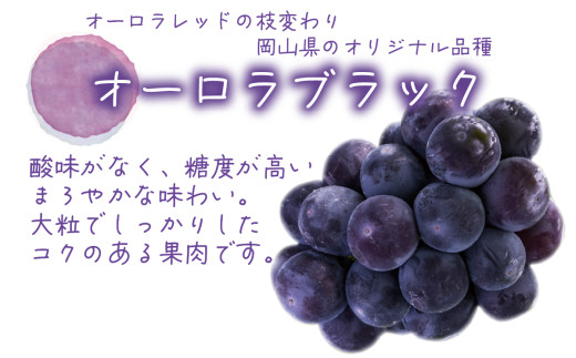 【2026年先行予約】 岡山 花笑み農園の『ニューピオーネ&オーロラブラック』1kg(2房) 2026年9月上旬～ 受付順に発送予【hana032-02】
