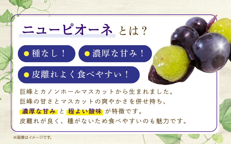 【2026年の先行予約です！】ぶどう 岡山 花笑み農園『ニューピオーネ』約2kg（3～4房） 贈答用 岡山 真庭 ピオーネ 高級 2kg 贈答 2026真庭市 大粒 葡萄 果物 フルーツ 濃厚ピオーネ 人気 数量限定 2026年9月上旬～ 受付順に発送予定 【hana006-03】