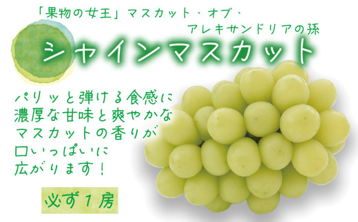 【2026年先行予約】岡山 花笑み農園　『園主おすすめぶどう2種セット』～シャインの親子セット～ 【hana065-02】