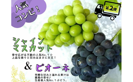 【産地直送】 ※2026年の予約です！※ 岡山 シャインマスカット ＆ マイハート 入り！新鮮 ぶどう 定期便 ×４回コース【2026年9月下旬～】離島不可 / 葡萄 ブドウ 果物 フルーツ マスカット ピオーネ 瀬戸ジャイアンツ 新鮮 当日出荷 林ファミリー 真庭市【hfbd-tkb008-02】