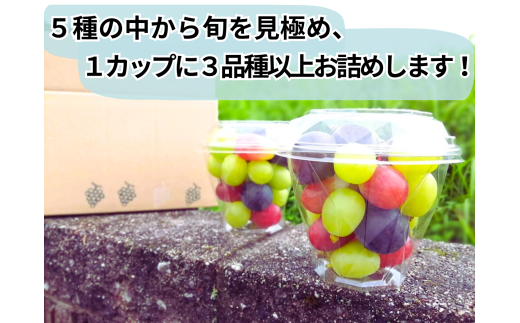※2026年の予約です！※【産地直送】フルーツ王国岡山！シャインマスカット入りぶどう粒カップ×２ / 岡山 真庭 シャインマスカット 食べ比べ 葡萄 ブドウ ぶどう 新鮮 果物 フルーツ 人気 数量限定 粒切 食べやすい  ギフト ぶどう専門 林ファミリー  (2026年9月～発送予定) 【hfbd002-02】