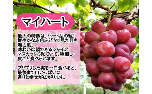 ※2026年の予約です！※【産地直送】フルーツ王国岡山シャインマスカットの娘マイハート入り！ぶどう１.２kg詰め合わせ / 岡山 真庭 マイハート 瀬戸ジャイアンツ サニードルチェ マスカット 食べ比べ 葡萄 ブドウ ぶどう 贈答 新鮮 果物 フルーツ 人気 数量限定  ギフト ぶどう専門 林ファミリー (2026年9月下旬～発送予定) 【hfbd003-01】