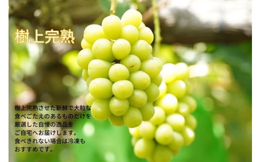 【2026年先行予約】 厳選 岡山県産 シャインマスカット 1.0kg以上 2房 / 産地直送 朝採れ ブドウ ぶどう 先行予約 果物 フルーツ 真庭市 【kgftmt001-02】