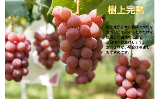【2026年先行予約】 厳選ぶどう 岡山県産 クイーンニーナ 1.0kg以上（2房） 産地直送 朝採れ新鮮！ / ぶどう 葡萄 クイーンニーナ 先行予約 フルーツ 果物 岡山 真庭市 甘い 希少 珍しい 新鮮 樹上完熟 【kgftmt005-02】