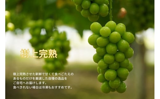 【2026年先行予約】岡山県産 【訳あり】 シャインマスカット 1.1kg以上（2房） 産地直送 朝採れ / ぶどう 葡萄 フルーツ 先行予約 真庭市【kgftmt014-02】