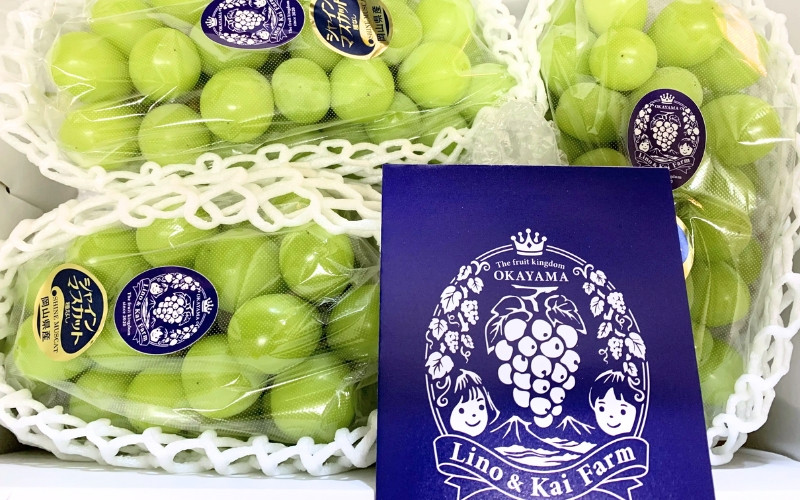 2026年先行予約 ご贈答用 Lino＆Kai Farmのシャインマスカット3房前後 (2kg前後 化粧箱入) ぶどう 岡山 真庭市 シャインマスカット 贈答 【linokai001-02】