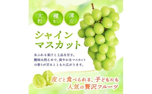 【2026年先行予約】 【訳あり】 Lino＆Kai Farmのシャインマスカット 3房前後(2kg前後）化粧箱入 ぶどう 岡山  真庭市 シャインマスカット 訳あり品 果物 産地直送 数量限定 種なし 【linokai013-01】