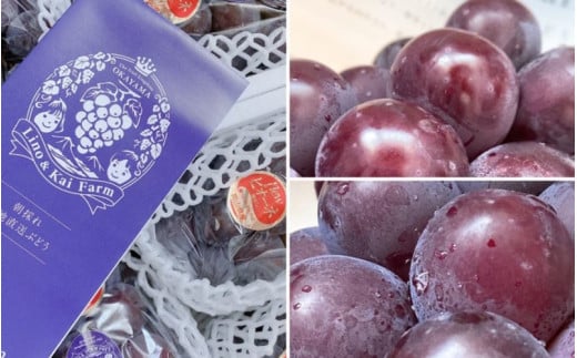 【2026年先行予約】【訳あり】 岡山の ニューピオーネ 3房～4房  (2kg前後 化粧箱入) Lino＆Kai Farm  ぶどう 岡山  真庭市 ピオーネ 訳あり品 果物 人気 産地直送 数量限定 【linokai014-01】