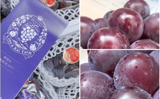 【2026年先行予約】 【粒カットバラ品】 Lino＆Kai Farmの ピオーネ(2kg程度） / ぶどう 岡山 真庭市 ピオーネ 高級 大粒 果物 ご自宅用 訳あり 産地直送 国産 数量限定 種なし 【linokai015-01】