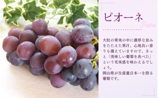 【2026年先行予約】【訳あり】NISSHOKU FARM ご家庭用ぶどう２種セット 2房 約1.0kg / ぶどう 詰め合わせ ブドウ 葡萄 シャインマスカット ピオーネ クイーンニーナ オーロラブラック 先行予約 フルーツ 訳あり 果物 大粒サイズ 【nisfarm020-01】