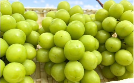 【2026年先行予約】【発送月固定全3回定期便】10月～12月 大粒ぶどうの詰め合わせ全3回【nisfarm022-01】