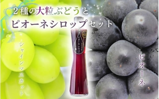 【2026年先行予約】【発送月固定全4回定期便】９月～12月 大粒ぶどうの詰め合わせ全3回【nisfarm023-01】