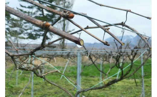 【 マツリカサボン 】 オーガニック石けん （ヤマブドウ） 75g 1個 ご自宅用 / オーガニック 生せっけん 自然素材 石鹸 岡山 真庭 蒜山 肌にやさしい こだわり 手作り 無添加 洗顔 MATSURIKA SAVON 【savon019-01】