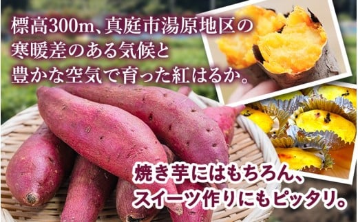 【訳あり】針山さんちのさつまいも 紅はるか 10kg / さつまいも 紅はるか 岡山県 野菜 【ybrf003-01】