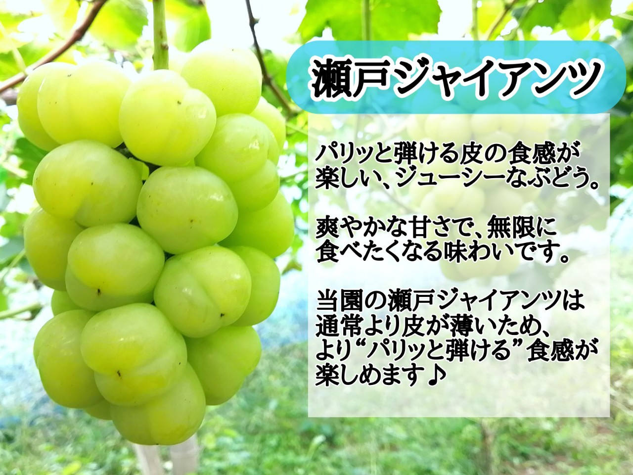 ※2026年の予約です！※ 【お試し】フルーツ王国岡山　朝採り新鮮！人気ぶどう瀬戸ジャイアンツ１房【2026年9月下旬～発送予定】離島発送不可 / ブドウ 葡萄 先行予約 果物 真庭市 瀬戸ジャイアンツ フルーツ 新鮮 当日出荷 家庭用 林ファミリー 真庭市【hfami013-02】