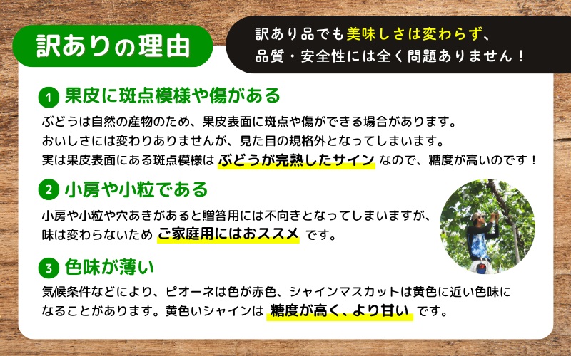 【訳あり】 ※2026年の予約です！※岡山県産 林ファミリーのシャインマスカット 約1.2kg（約2～3房）【2026年先行予約】 / 葡萄 ぶどう 岡山 真庭市 マスカット ブドウ 果物 フルーツ 新鮮 人気 数量限定 お買い得 家庭用 お試し ぶどう専門【hfami021-02】