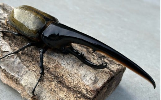 ヘラクレスオオカブト 成虫ペア オス（150mm台）メス（60mm以上） / ヘラクレス カブトムシ 昆虫 真庭市 生体 飼育 生き物 生物 岡山県【hrkrs001-01】
