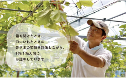 【2026年先行予約】大粒で食べ応え満点！ 藤稔の上級品 3～5房入 計2.0kg～ (岡山県産)  / ふじみのり 藤みのり ぶどう ブドウ 葡萄 先行予約 フルーツ 果物 真庭市 フルーツ王国 きよとう果樹園【KF-B002-02】