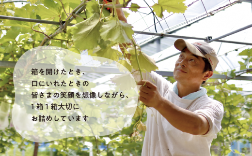 【2026年先行予約】特選 種なしピオーネ 3-5房/計2.0kg~ (岡山県産)【KF-B007-02】