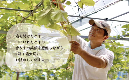 【2026年先行予約】訳あり ピオーネ  /約2.0kg~ (岡山県産) / ぶどう ブドウ 葡萄 ピオーネ 先行予約 フルーツ 果物 真庭市 フルーツ王国 きよとう果樹園 訳アリ【KF-B068-03】