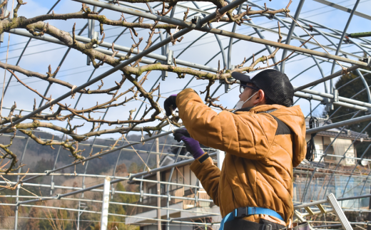 【2026年先行予約】新高梨 ご家庭用 3-6玉 (岡山県産)【KF-C020-01】
