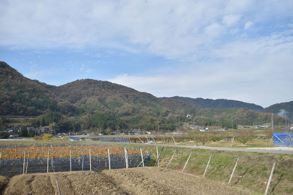 【きよとうファーム】薫り高い黒ぶどう「黒いアルファ」のロゼワイン「BLACK DAWN」 (岡山県産)【KF-S010-03】