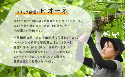 【2026年先行予約】旬採り桃とピオーネ、シャインマスカットが届く3回便！(定期便) (岡山県産)【KF-T001-02】