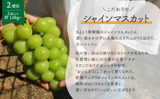 【2026年先行予約】ピオーネとシャインマスカット、中2房の2回便！(定期便) (岡山県産)【KF-T002-02】