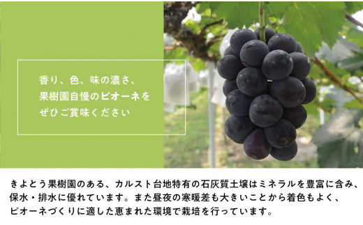 【2026年先行予約】葡萄1房お試し４回便（ボッケーネ・ピオーネ・シャインマスカット・紫苑）(定期便) (岡山県産)【KF-T003-01】