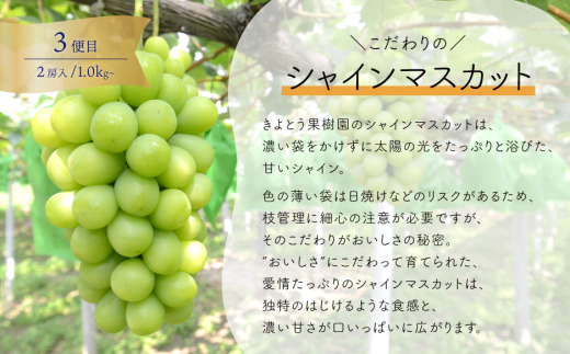 【2026年先行予約】桃・ぶどう・梨が全４回届く岡山フルーツ定期便 (岡山県産)【KF-T006-03】