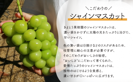 【2026年先行予約】量より質！桃とシャインマスカット、上級品の2回便(定期便) (岡山県産) / 7月9月【KF-T018-04】