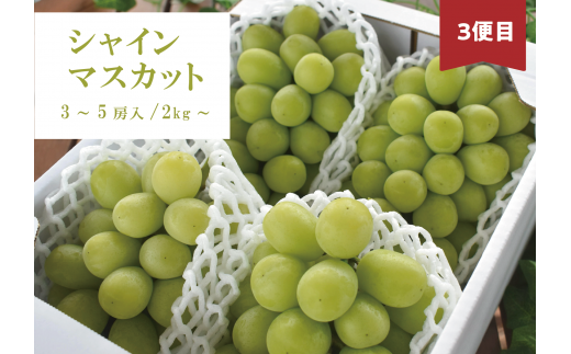 【2026年先行予約】たっぷり食べたい！桃とピオーネ、シャインマスカットが届く３回便 (岡山県産)【KF-T023-02】