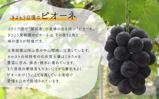 【2026年先行予約】量より質！桃5-7玉とピオーネ＆シャインマスカット3-5房の上級品が届く２回便 (定期便)(岡山県産)【KF-T029-02】