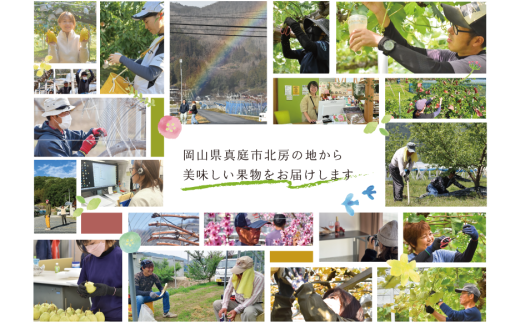 【2026年先行予約】岡山のシャインマスカットを楽しむ満足2回便！特大２房×２回/全便計2.6kg~ (定期便)(岡山県産)【KF-T044-03】