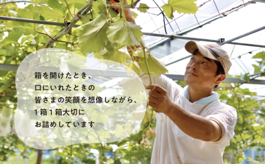 【2026年先行予約】シャインマスカットと梨詰め合わせ2-3種が届く！ぶどうと梨の上級品定期便(岡山県産)【KF-T053-03】