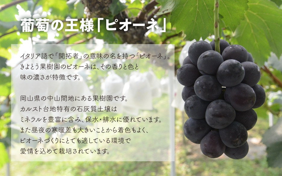 【2026年先行予約】ピオーネとシャインマスカット、特大２房入の２回便！(定期便) (岡山県産)【KF-T055-02】