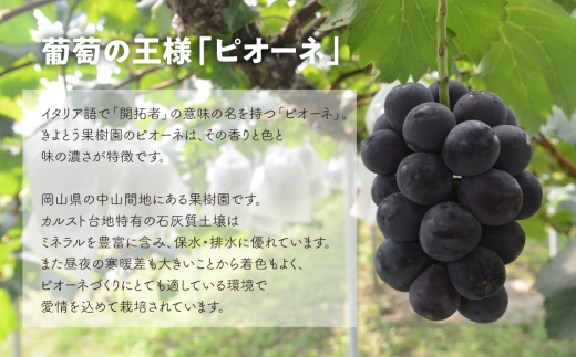 【2026年先行予約】ピオーネとシャインマスカット、特大２房入の２回便！(定期便) (岡山県産)【KF-T055-02】