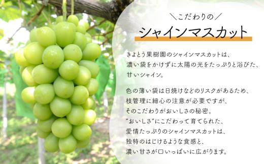 【2026年先行予約】量より質！桃とシャインマスカット、上級品の2回便 (定期便) (岡山県産)  / 8月10月 【KF-T060-01】